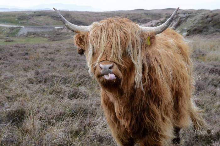 Highland cow wall decor